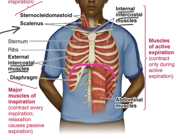 <p>C. Diaphragm and external intercostal muscles</p>