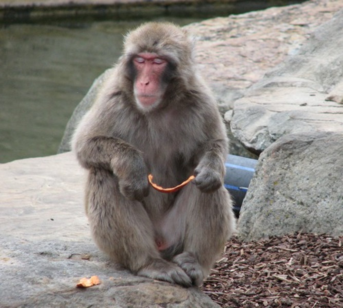<p>Monkey</p>