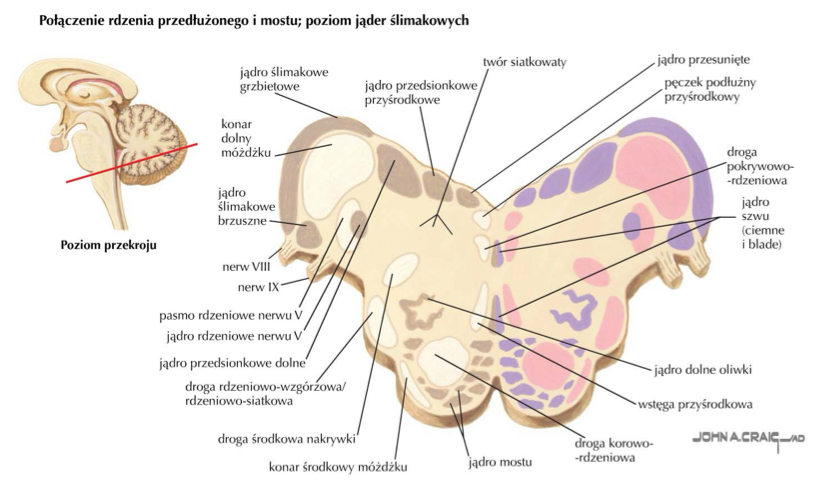 <p>az do medula oblongata</p><p></p><ul><li><p><span>Koordynacja ruchów gałek ocznych (np. podczas patrzenia w bok – współdziała n. III, IV i VI).</span></p></li><li><p><span>Łączenie jąder nerwów czaszkowych odpowiedzialnych za ruchy oczu.</span></p></li><li><p><span>Koordynacja ruchów głowy i szyi z bodźcami przedsionkowymi – np. odruch przedsionkowo-oczny.</span></p></li><li><p><span>Przenosi także informacje z jąder przedsionkowych i tworu siatkowatego do rdzenia kręgowego</span></p></li></ul><p></p>