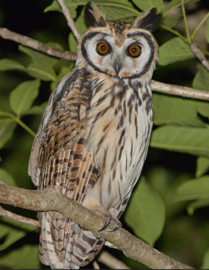 <p>What bird is this?</p>