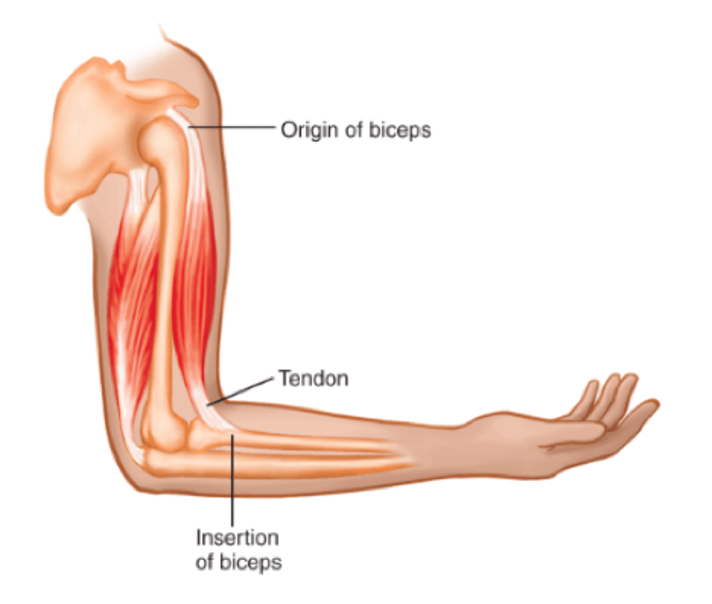 <p>bicep = agonist</p><p>triceps = anatonist</p><p>1. Co-activation: postural control</p><p>2. Location (alternating flexors and extensors) aka reciprocal activity of agonist and antagonist</p>