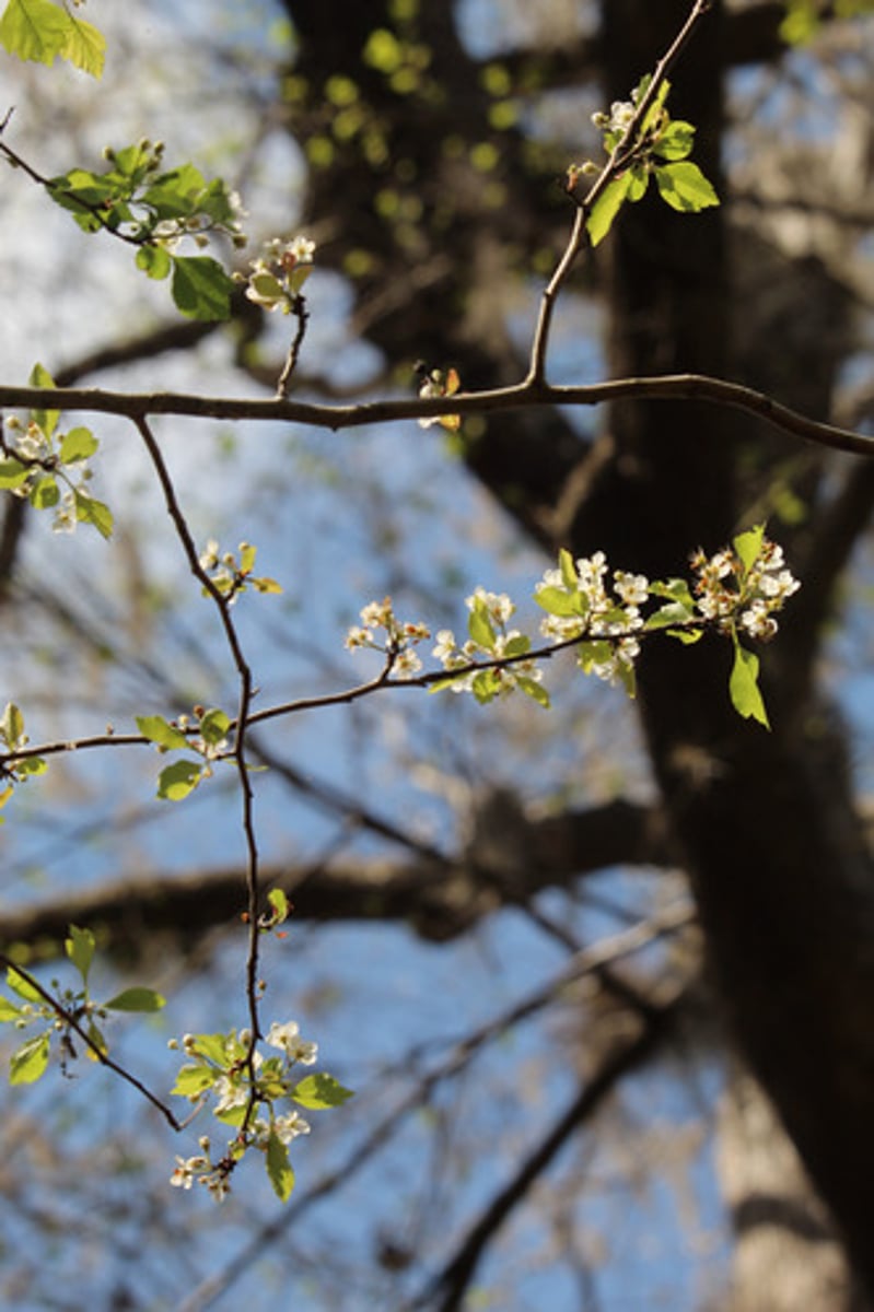 <p>what is the name of the plant pictured here?</p>