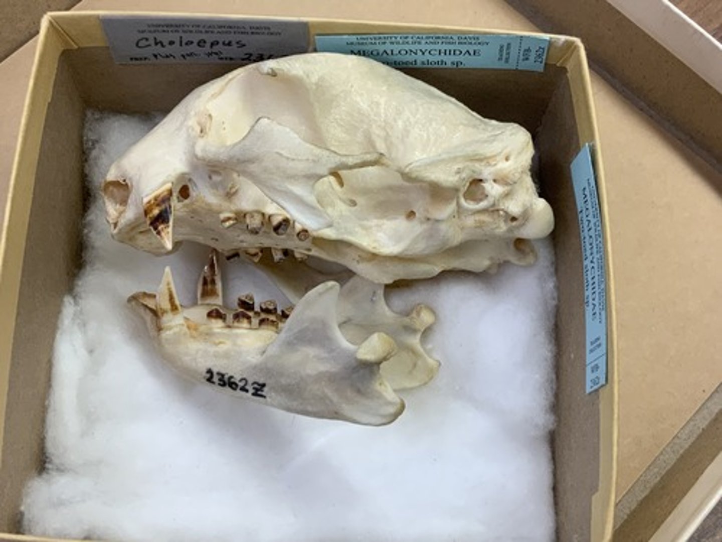 <p>Family, Order, Clade, Infraclass, Subclass</p><p>-canine-like incisors</p><p>-peg-like cheek teeth</p><p>-absent sagittal crest</p>