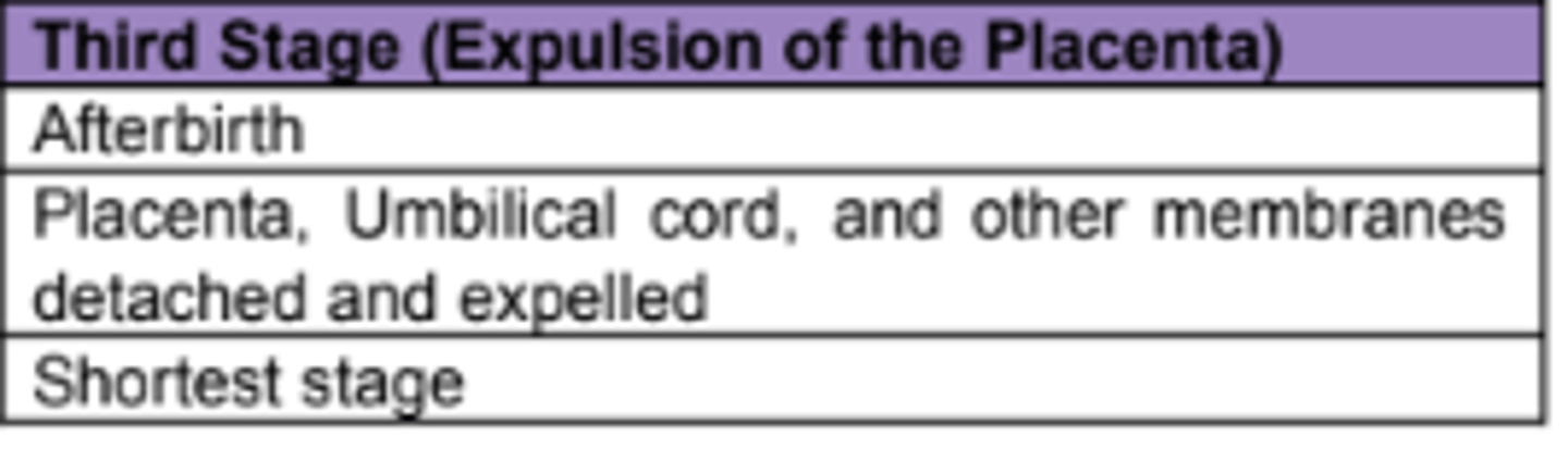 <p>3. Third Stage, lasts about 10 to 60 minutes, placenta and the remainder of the umbilical cord are expelled from the mother.</p>