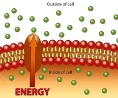 
1. requires energy
2. low to high concentration
3. molecules move AGAINST gradient  