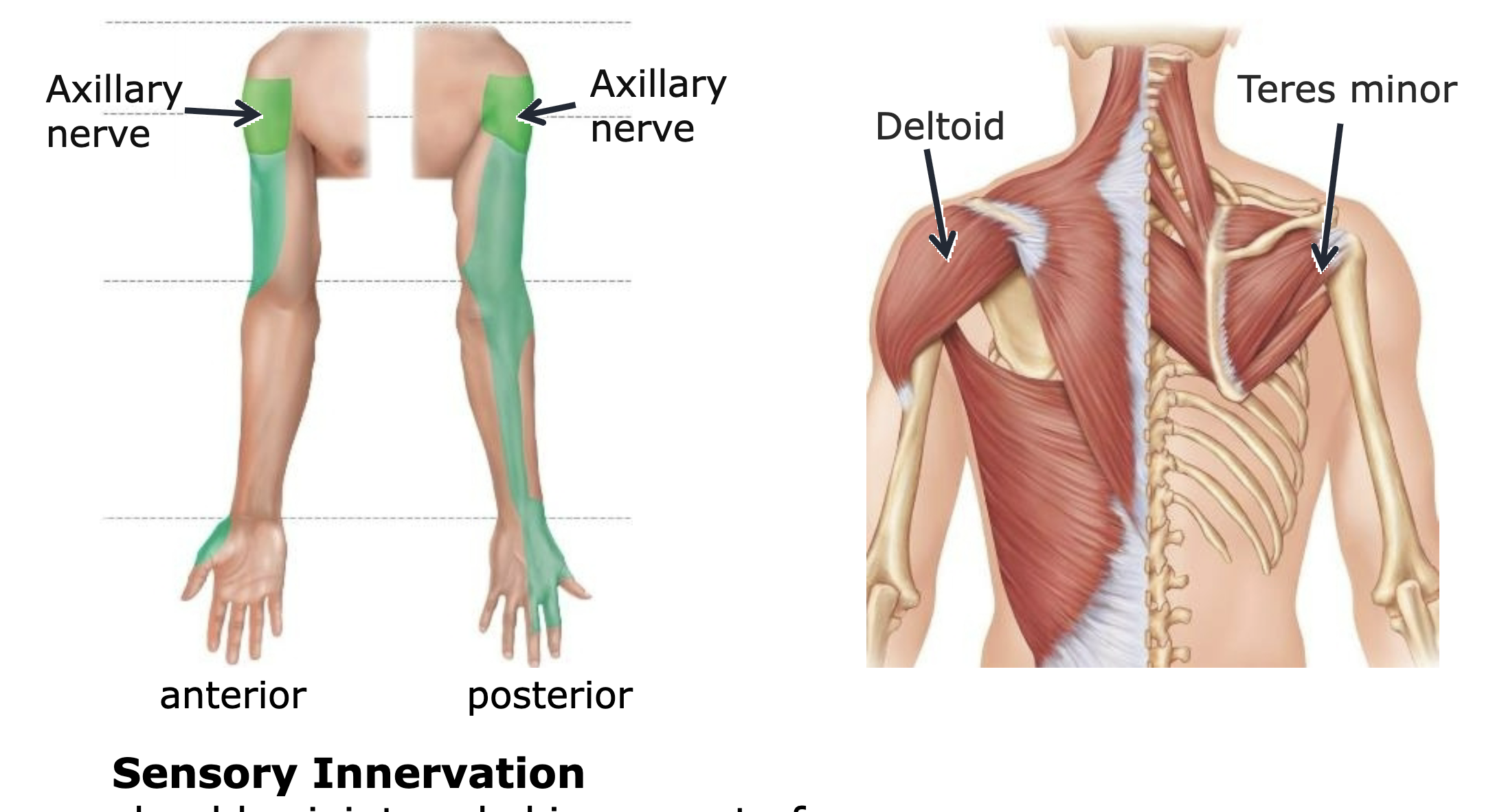 <p>shoulder joint+ deltoid </p>