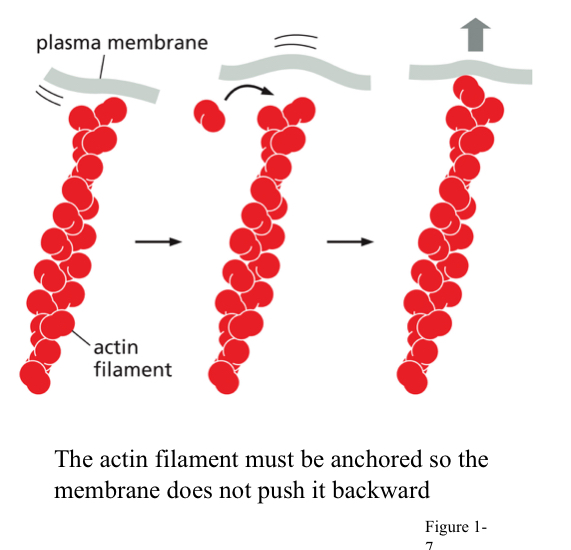 <ul><li><p>Random movement of particles&nbsp;→derives&nbsp;<strong>diffusion</strong>&nbsp;→ can determine rate of biological reactions because reactions are based on concentrations (concentrates can vary in different areas of cell, stopping or starting certain reactions)</p></li><li><p>Cells can harness Brownian motion for movement</p></li><li><p>E.g. Actin filaments (cytoskeleton of cell) can act as ratchets to prevent membrane from moving back to its original position.</p></li><li><p>In a migrating cell, this drives protrusion of the membrane&nbsp;→&nbsp;contributes to forward movement of cells</p></li></ul><p></p>