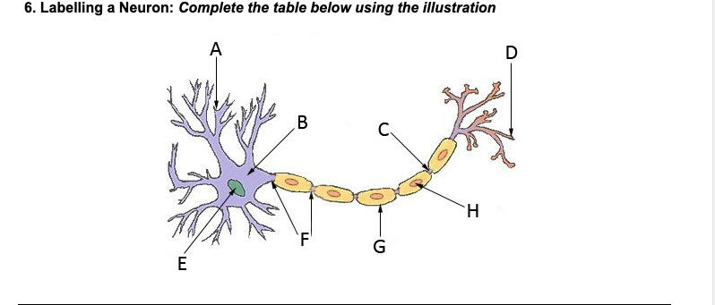 <p>A</p>