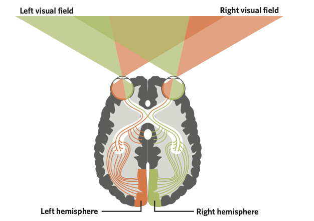 * split-brain patients were situated behind a screen with a black dot in the centre on which they focused their eyes.
* Words and objects were then projected on either the left or right side of the dot. 
* patients were asked to describe what they saw.