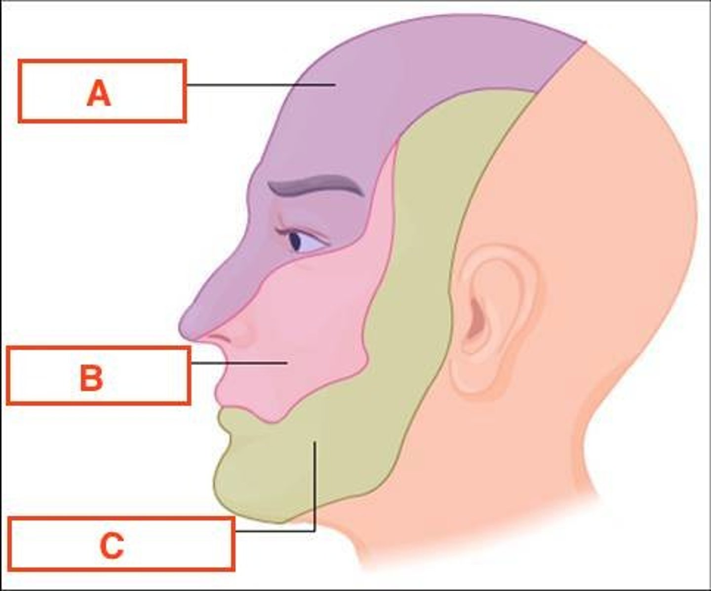 <p>Nerve that gives rise to the ophthalamic nerve, maxillary nerve,and mandibular nerve</p>