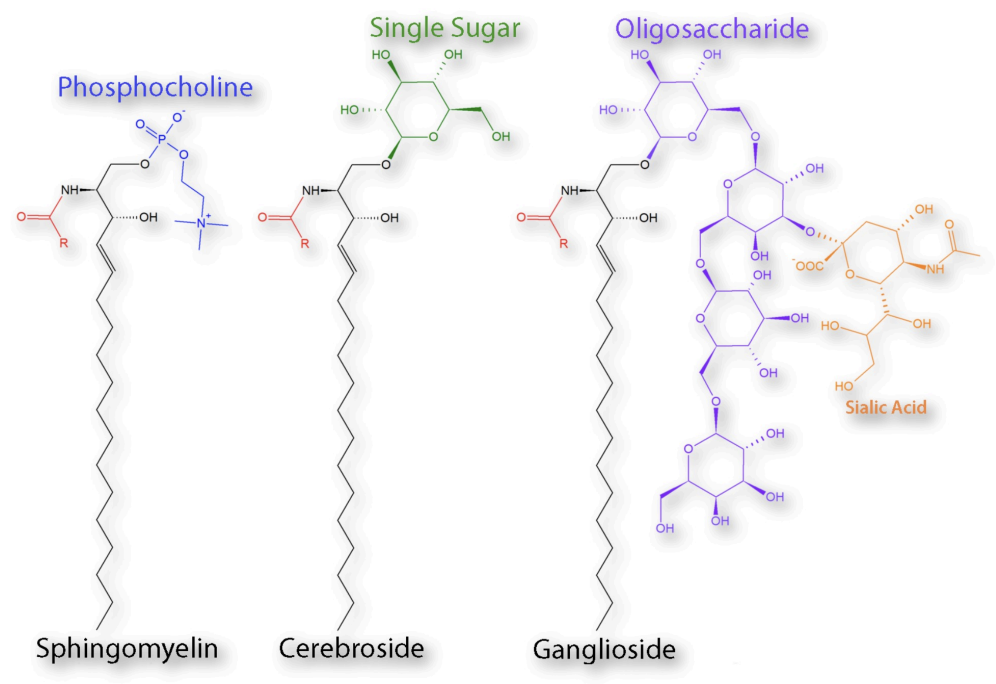 Glycolipids are a type of membrane lipid that are structurally similar to sphingomyelin, but the hydroxyl group is ether linked to one or more sugars instead of phosphocholine.

\
The simplest glycolipid is a cerebroside.