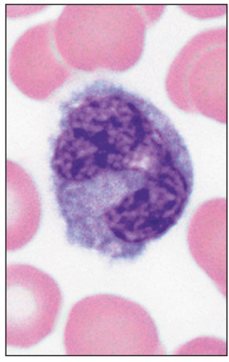 <p>name this cell</p>