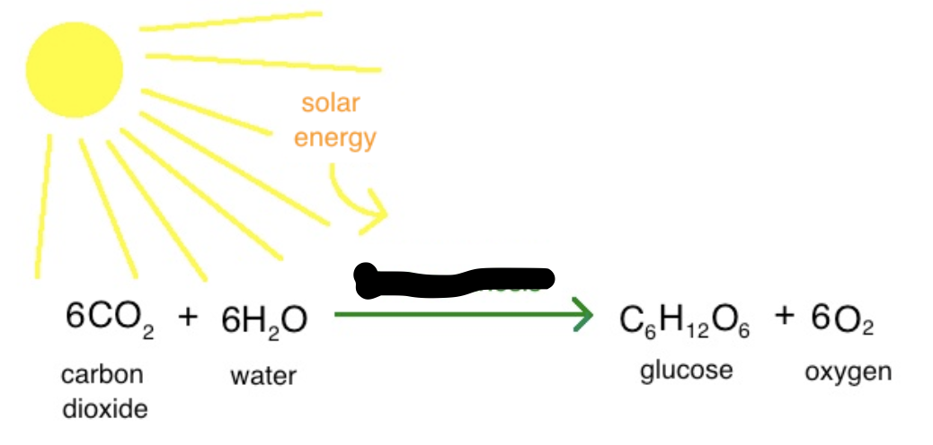 <p>This process involves the absorption of carbon dioxide by plants, which combined with water and sunlight produces glucose and oxygen.</p>