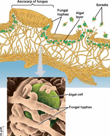 <p>thallic fragments of fungal and algal cells for asexual reproduction in lichens</p>