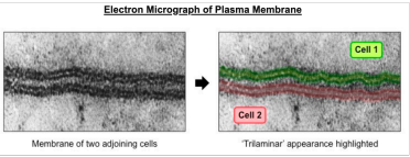 <p>Lipo-protein sandwich’, lipid layer sandwiched between two protein layers - trilaminar appearance</p><p>Falsification of this model led to Singer-Nicolson model</p><p>Proteins are embedded within lipid bilayer rather than existing as separate layer<img src="https://knowt-user-attachments.s3.amazonaws.com/b598f9c9-5352-48cc-baba-f8e484dd9bfd.jpeg"></p>
