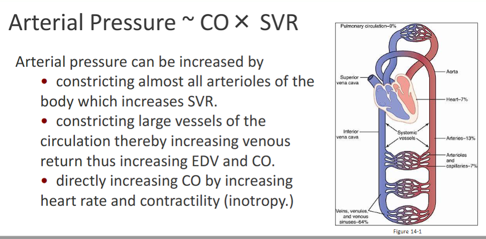 <p>Arterial Pressure ~ CO× SVR</p><p>svr: systemic vascular resistance</p><p><strong><span>Arterial Pressure</span></strong><span><span> is the</span><strong><span> force exerted by the blood against the walls of the arteries</span></strong><span>. It is the driving force that propels oxygenated blood from the heart to the tissues and organs throughout the body.</span></span></p><p><u><span>1. Constricting almost all arterioles → Increases SVR</span></u></p><p class="ds-markdown-paragraph"><strong><span>vasoconstriction</span></strong><span> is the </span><strong><span>most direct way to increase pressure</span></strong><span> because it makes the vessels narrower.</span><strong><span>&nbsp;</span></strong><span>Widespread </span><strong><span>constriction </span></strong><span>of </span><strong><span>arterioles</span></strong><span> (the primary resistance vessels) dramatically increases </span><strong><span>Systemic Vascular Resistance (SVR)</span></strong><span>, which leads to an increase in arterial pressure</span></p><p class="ds-markdown-paragraph"><strong><span>Physiological Example:</span></strong><span> The</span><strong><span> sympathetic nervous system</span></strong><span> does this via</span><strong><span> alpha-adrenergic receptors</span></strong><span> to </span><u><span>prevent a drop in blood pressure when standing up (postural hypotension).</span></u></p><p><u><span>2. </span></u><strong><u><span>Constricting large vessels (veins)</span></u></strong><u><span> → Increases Venous Return, EDV, and CO</span></u></p><ul><li><p class="ds-markdown-paragraph"><strong><span>Mechanism:</span></strong><span> This is a more subtle but critically important mechanism. The largest volume of blood is in the venous system. Constricting these </span><strong><span>large veins</span></strong><span> </span><strong><span>(venoconstriction) reduces their capacity→&nbsp; "squeezing" blood back toward the heart.</span></strong></p></li><li><p class="ds-markdown-paragraph"><strong><span>Why it Works:</span></strong></p><ol><li><p class="ds-markdown-paragraph"><span>Increased venous return </span><strong><span>increases End-Diastolic Volume (EDV)</span></strong><span>—the amount of blood in the ventricle just before contraction.</span></p></li><li><p class="ds-markdown-paragraph"><span>According to the </span><strong><span>Frank-Starling law</span></strong><span>, a</span><strong><span> greater EDV stretches the heart muscle, leading to a more forceful contraction</span></strong><span> and a </span><strong><span>greater Stroke Volume (SV)</span></strong><span>.</span></p></li><li><p class="ds-markdown-paragraph"><span>Since </span><strong><span>CO = HR × SV</span></strong><span>, this increased SV directly leads to an increased CO.</span></p></li></ol></li><li><p class="ds-markdown-paragraph"><strong><span>Physiological Example:</span></strong><span> This is a key function of sympathetic nervous system activation during exercise or stress, ensuring the heart has enough blood to pump.</span></p></li></ul><p><u><span>3. Directly increasing heart rate and contractility → Increases CO</span></u></p><ul><li><p class="ds-markdown-paragraph"><strong><span>Mechanism:</span></strong><span> The sympathetic nervous system directly acts on the heart.</span></p><ul><li><p class="ds-markdown-paragraph"><strong><span>Increasing Heart Rate ( Chronotropy):</span></strong><span> Via </span><strong><span>beta-1 receptors in the SA node.</span></strong></p></li><li><p class="ds-markdown-paragraph"><strong><span>Increasing Contractility ( Inotropy):</span></strong><span> Via beta-1 receptors in the ventricular myocardium, making each contraction more powerful and ejecting a larger Stroke Volume (SV).</span></p></li></ul></li><li><p class="ds-markdown-paragraph"><strong><span>Why it Works:</span></strong><span> Both of these actions directly increase </span><strong><span>Cardiac Output (CO = HR × SV)</span></strong><span>. According to the formula </span><strong><span>AP = CO × SVR</span></strong><span>, if SVR remains constant, an increase in CO leads to a direct increase in Arterial Pressure.</span></p></li></ul><p></p>