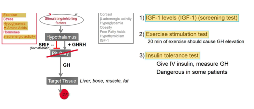 <p>1. IGF-1 levels (screening)</p><p>2. Exercise stimulation test (20 min exercise should cause GH elevation)</p><p>3. Insulin tolerance test (give IV insulin - can be dangerous in patients!)</p>