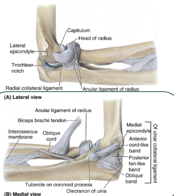 <ul><li><p>From: Medial epicondyle of humerus</p></li><li><p>To: Coranoid process of the ulna (anteriorly) and olecranon (posteriorly)</p></li><li><p>Action: enables rotation</p></li></ul><p></p>