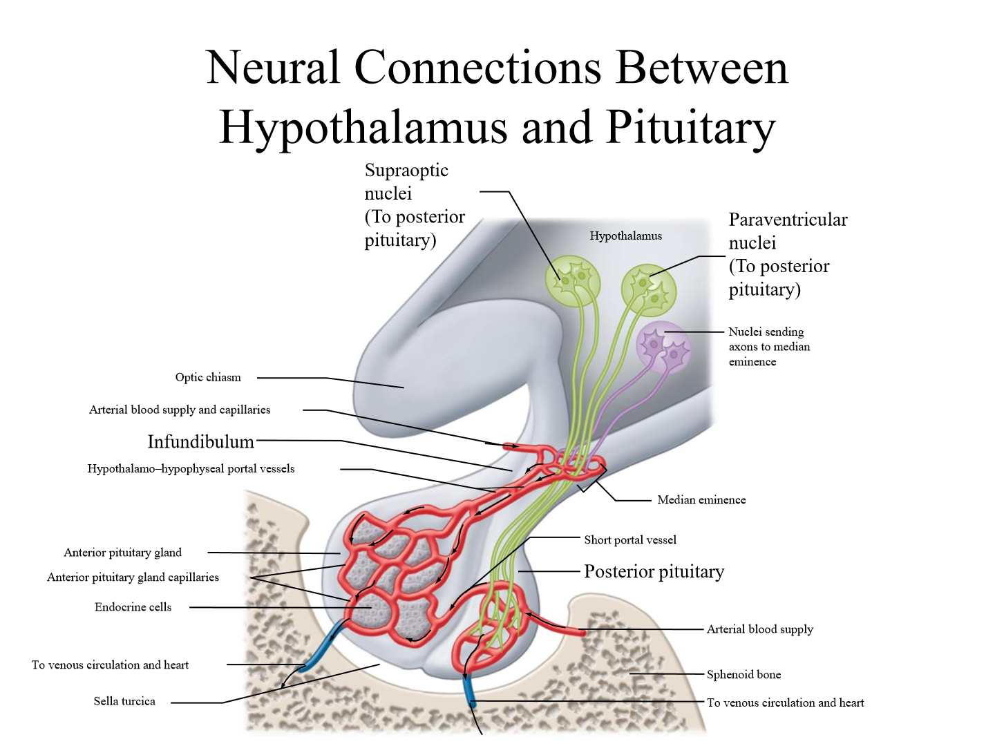 <p>Supraoptic + Paraventricular nuclei</p>