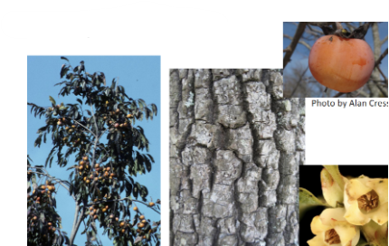 <p>-orange fruit -thick gray bark, divided into squares, look like alligator skin -bases of fruits look like clovers -mature ones w blocky bark</p>