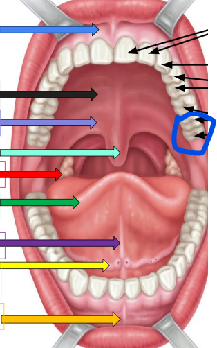 knowt flashcard image