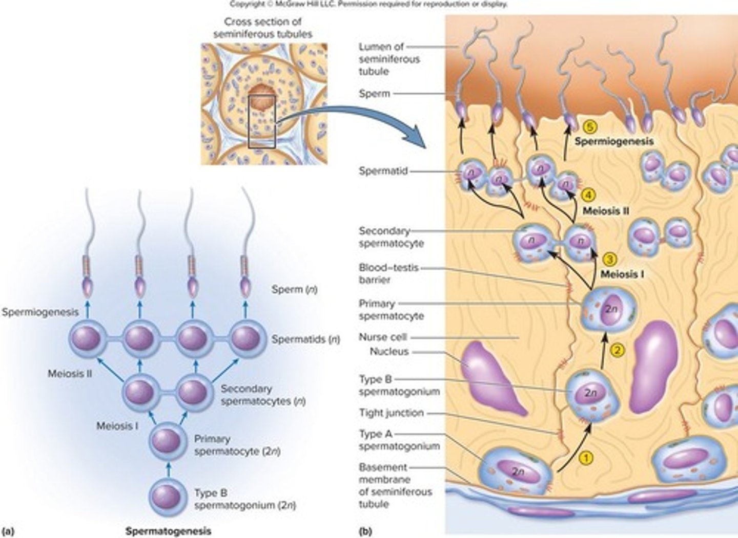 <p>The process of sperm production in seminiferous tubules.</p>