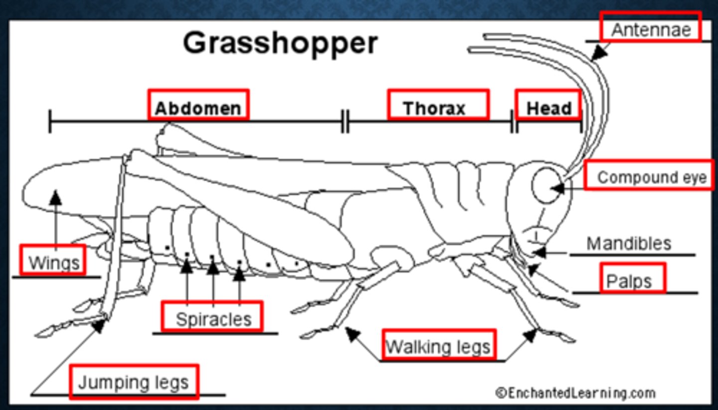 <p>this has 5 main jointed parts</p><p>-coxa</p><p>-trochanter</p><p>-femur</p><p>-tibia</p><p>-tarsus</p>