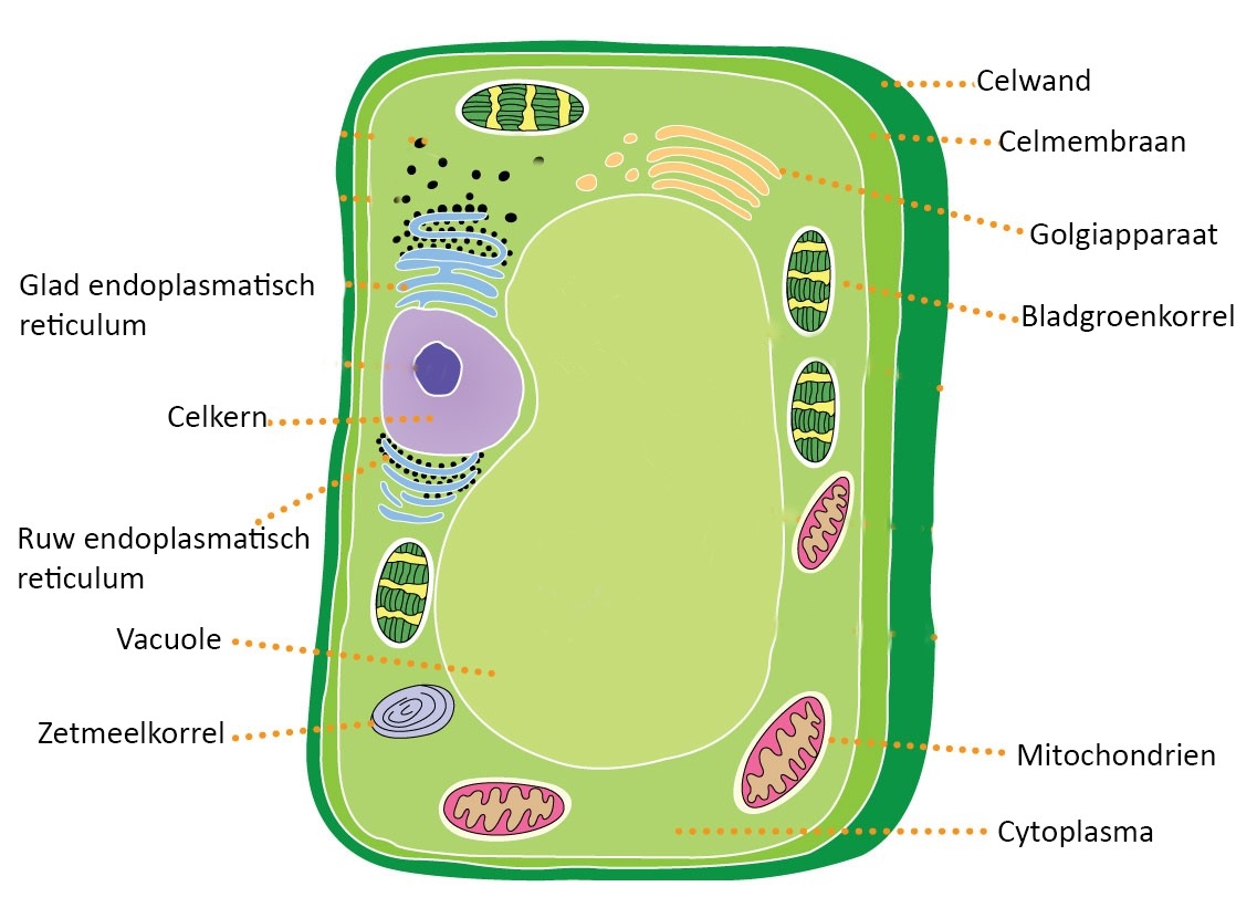 De buitenkant van een dierlijke cel

en de laag voor de celwand bij een bacterie, schimmel en plant cel  