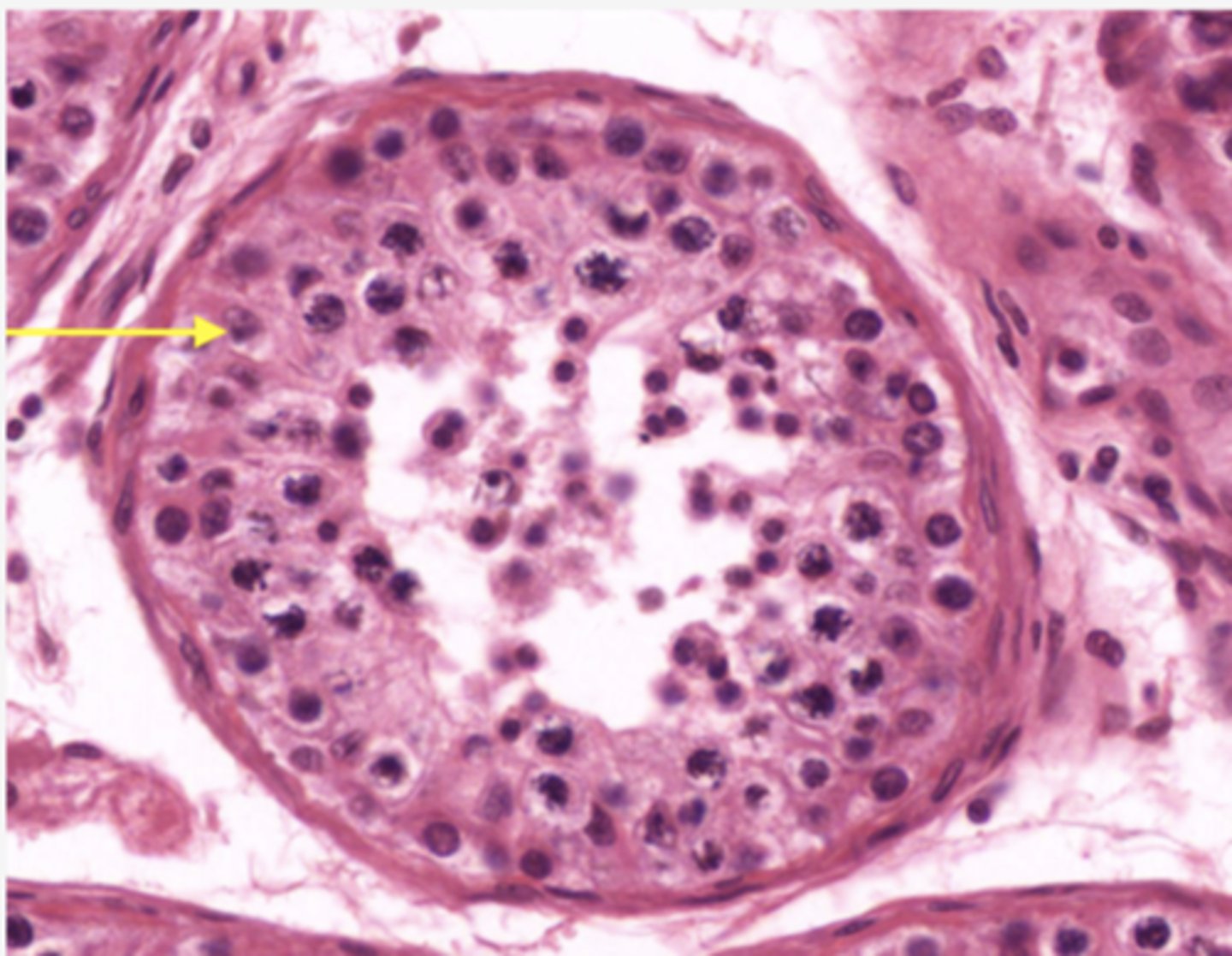 <p>Identify the cell</p>