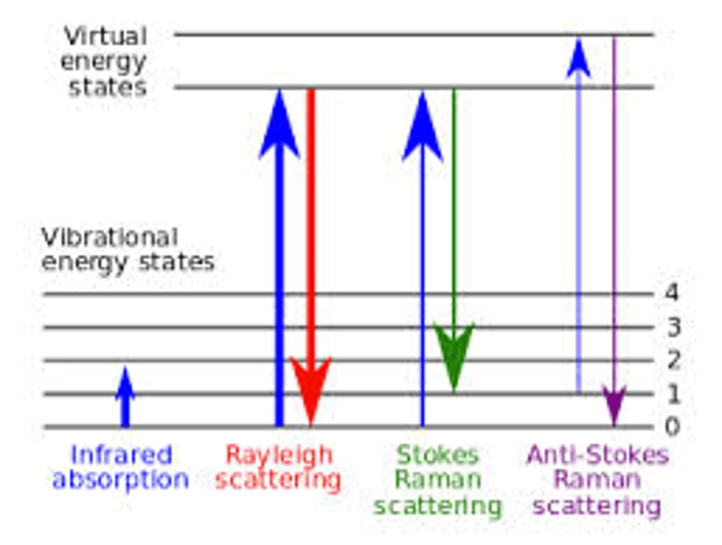 <p>scattering of light in which the wavelength of scattered light is changed from that of incident light by an energy corresponding to vibrational energy of the molecule responsible for scattering</p>