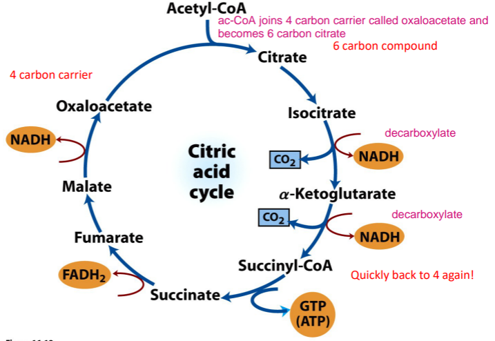 knowt flashcard image