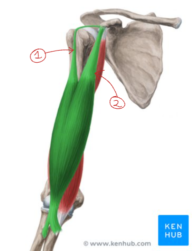 <p>Label this image of the biceps brachii</p>