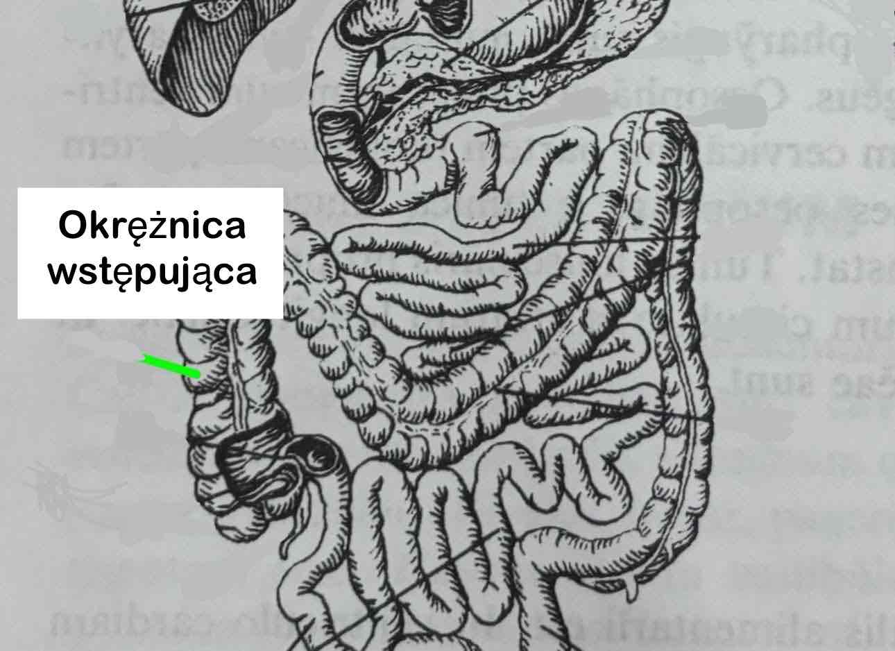 <p>Colon ascendens</p>