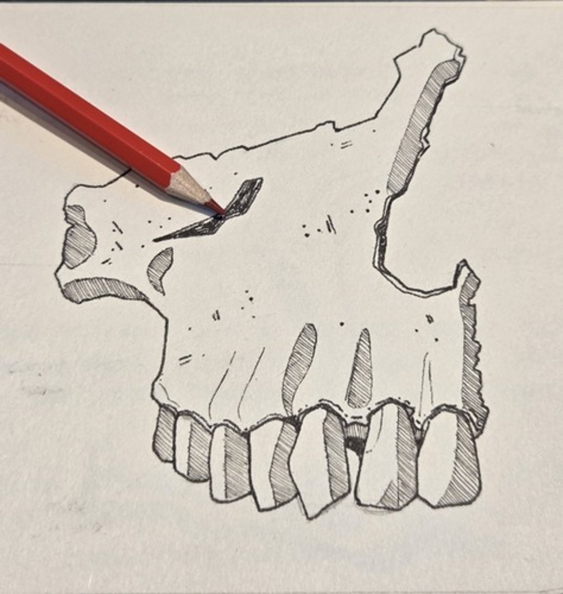 <p>opening under the orbit carrying the infraorbital nerves and blood vessels the nasal region</p>