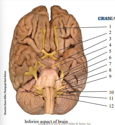 <p>(8) CNVIII Function</p>