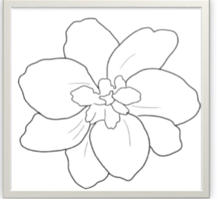 <p>identify the flower and the number of its petals</p>