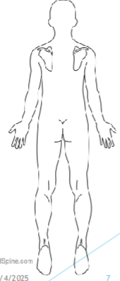 <p>Anatomical Position Back</p>