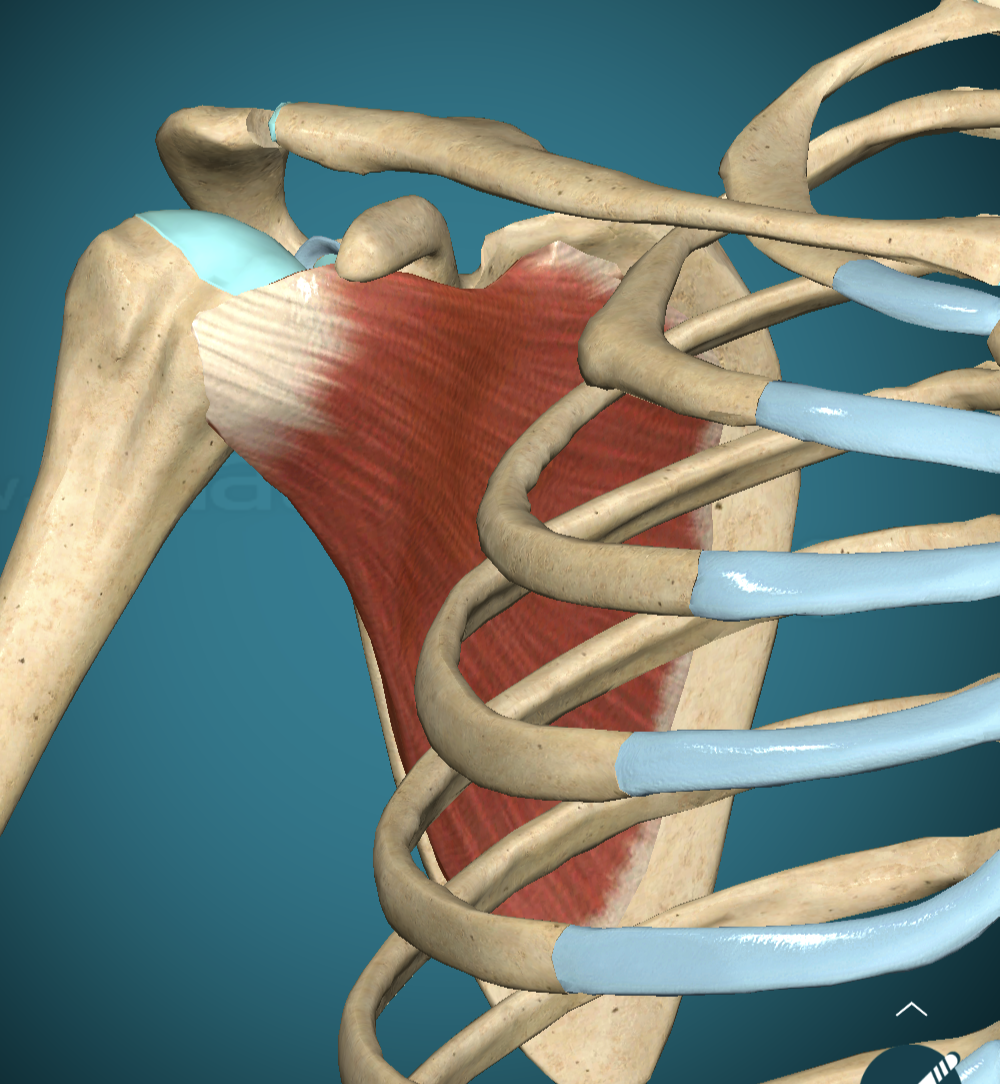 <p>Subscapularis Main Action </p>