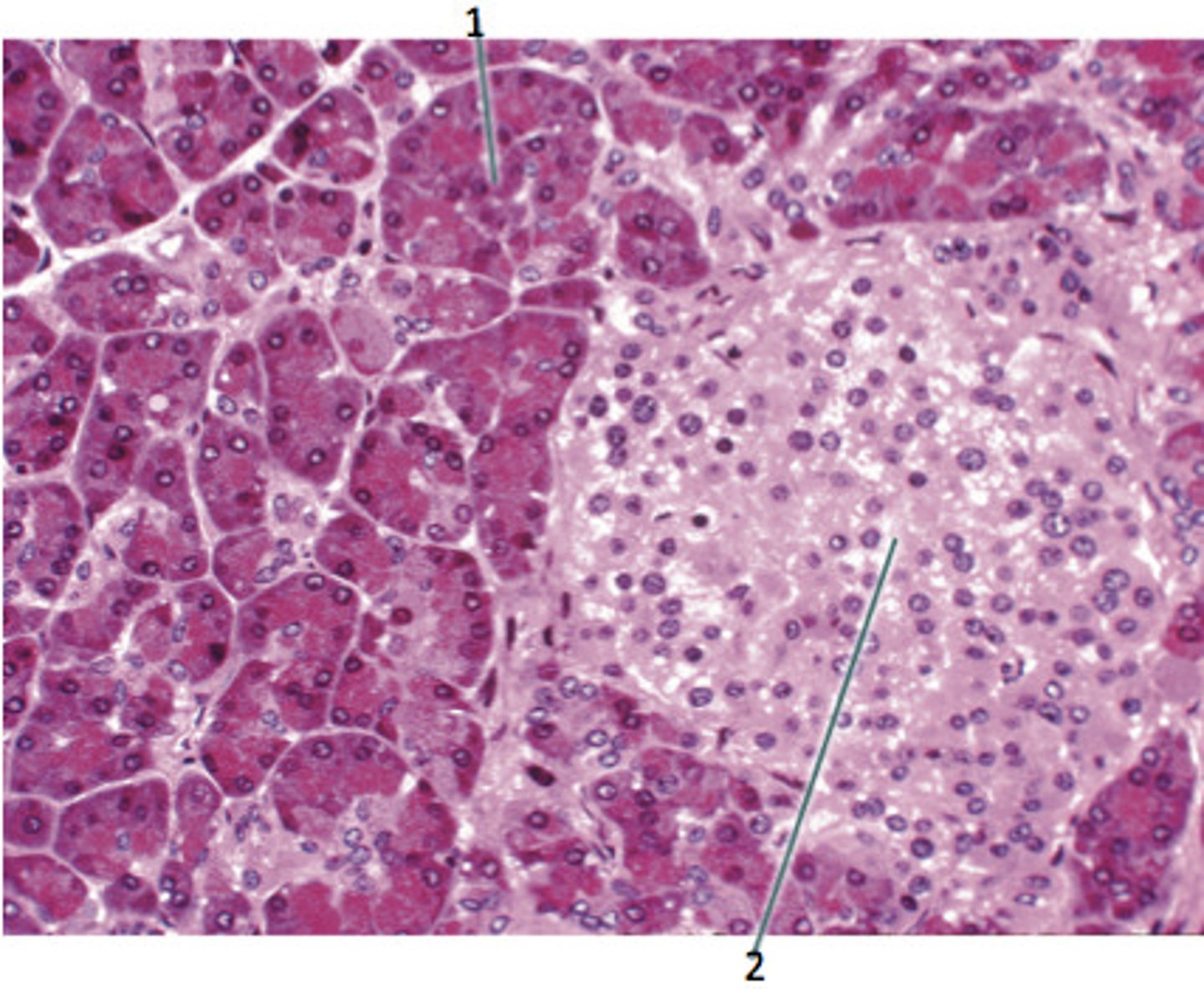 <p>1. Name the Gland</p><p>2. The hormones produced here, and the cells they are produced by</p>