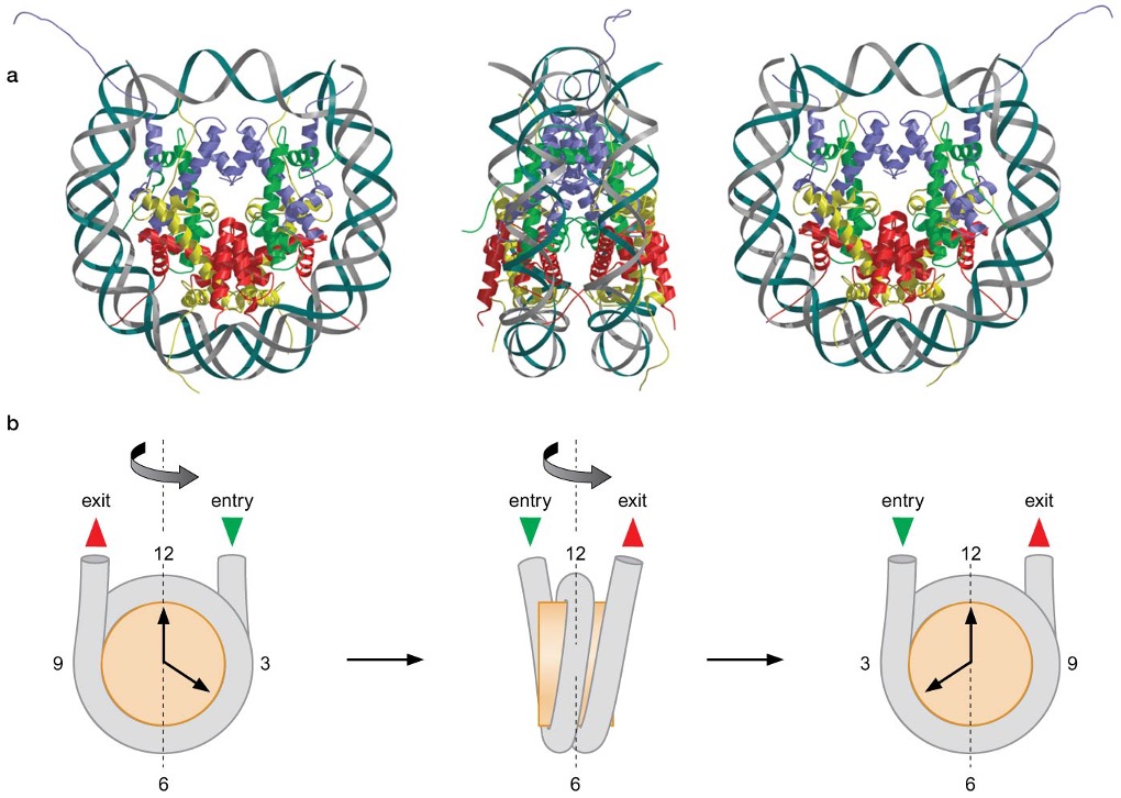 “Clock face” analogy of nucleosomes. Rotation of the nucleosome around the axis by 180 reveals a view of the nucleosome nearly identical to that observed before rotation.