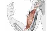 <p>Prominent two-headed arm muscle; prime mover for forearm flexion (IN RED).</p>