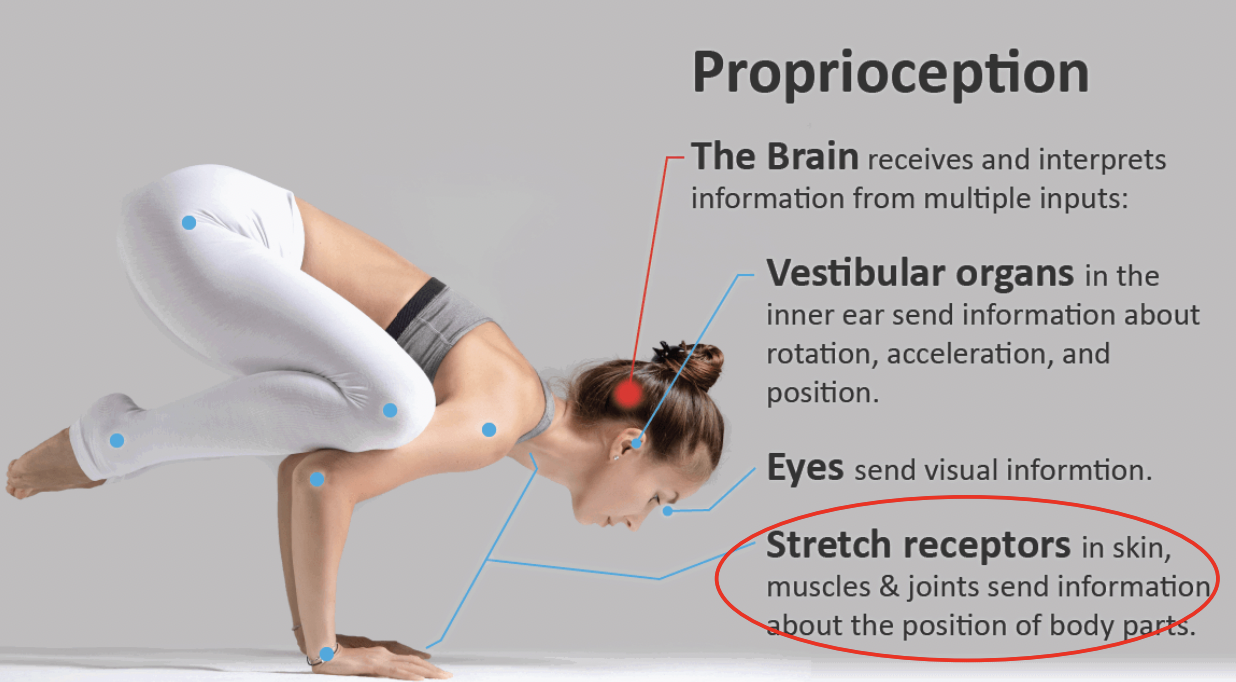 <p>Stretch receptors </p>