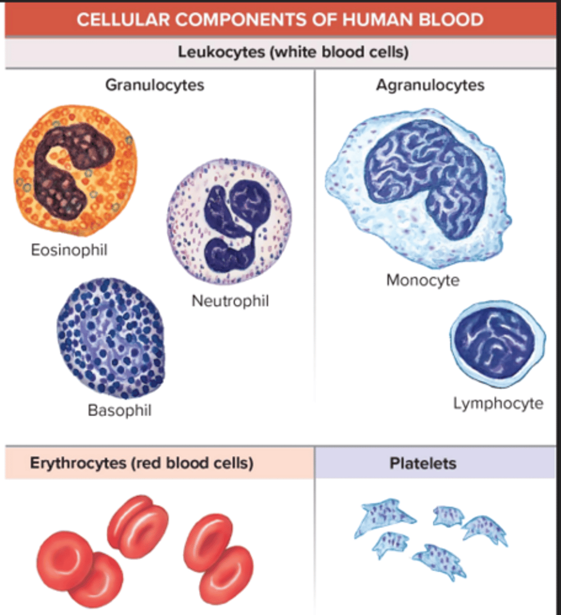 <p>nucleus shrinks during development, majority of cellular organelles are lost, biconcave shape allows larger surface area for gas diffusion</p>