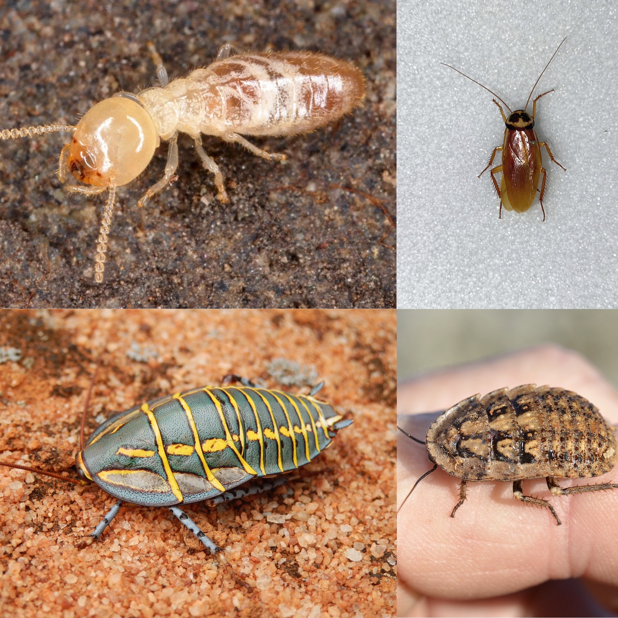 <p>Identify (Grouping(s), Phylum, Subphylum, Class, Order)</p>