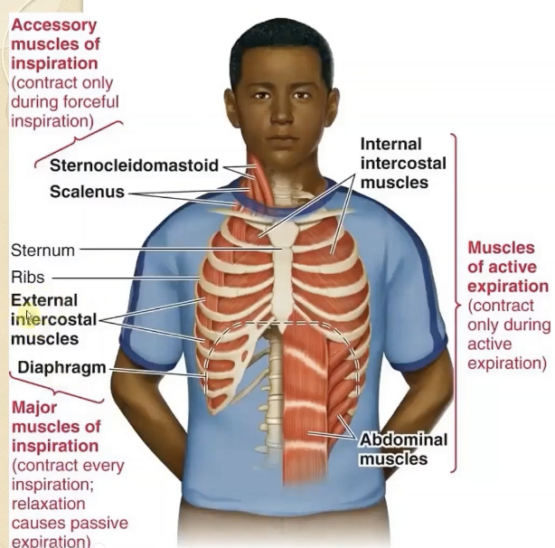 <p>relaxation of active inspiratory muscles:</p><ol><li><p>diaphragm</p></li><li><p>external intercostals</p></li></ol><p>decrease in lung volume raises the inner pressure, pushing air out.</p>