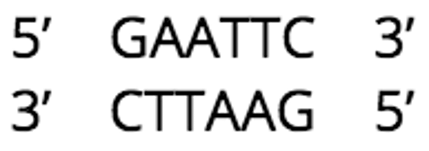 <p>palindromic sequence</p>