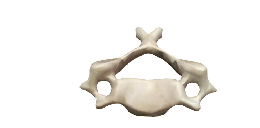 <p>Which Region does this vertebra belong too?</p>