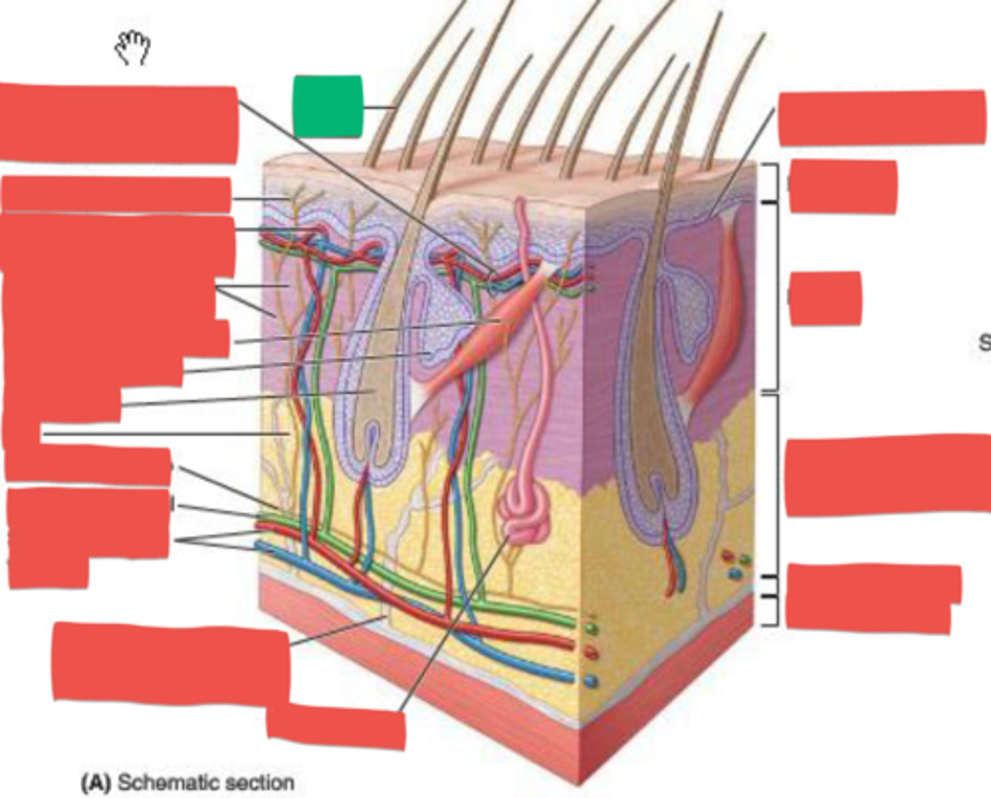 knowt flashcard image