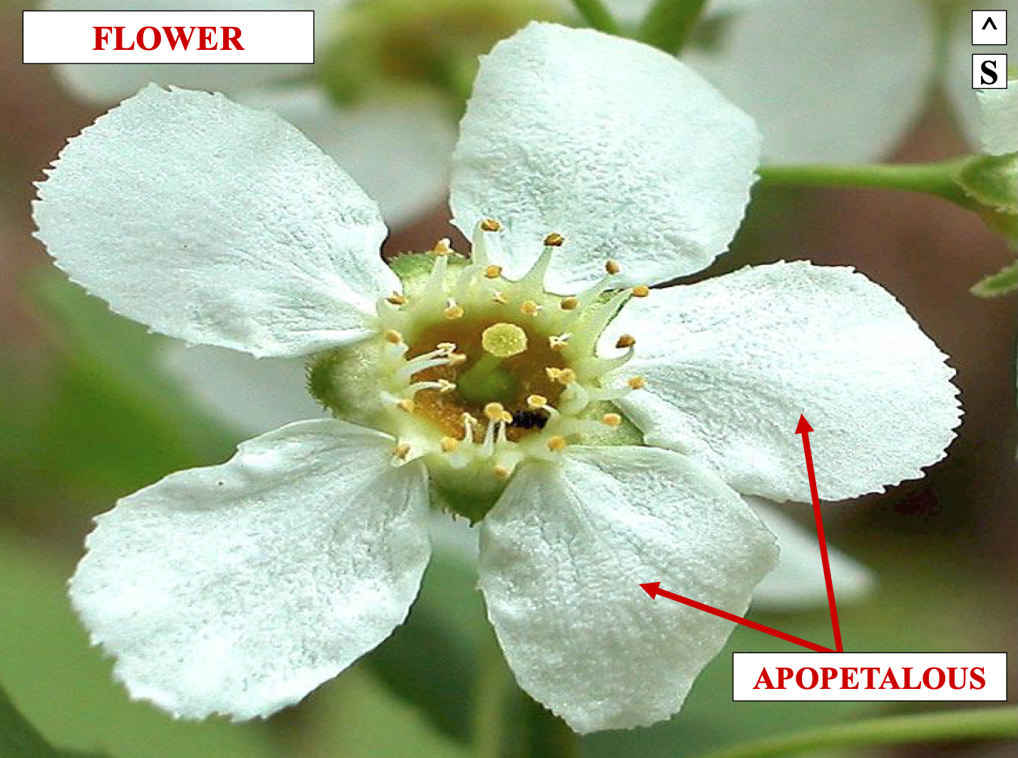 <p>apopetalous means non-fused</p>