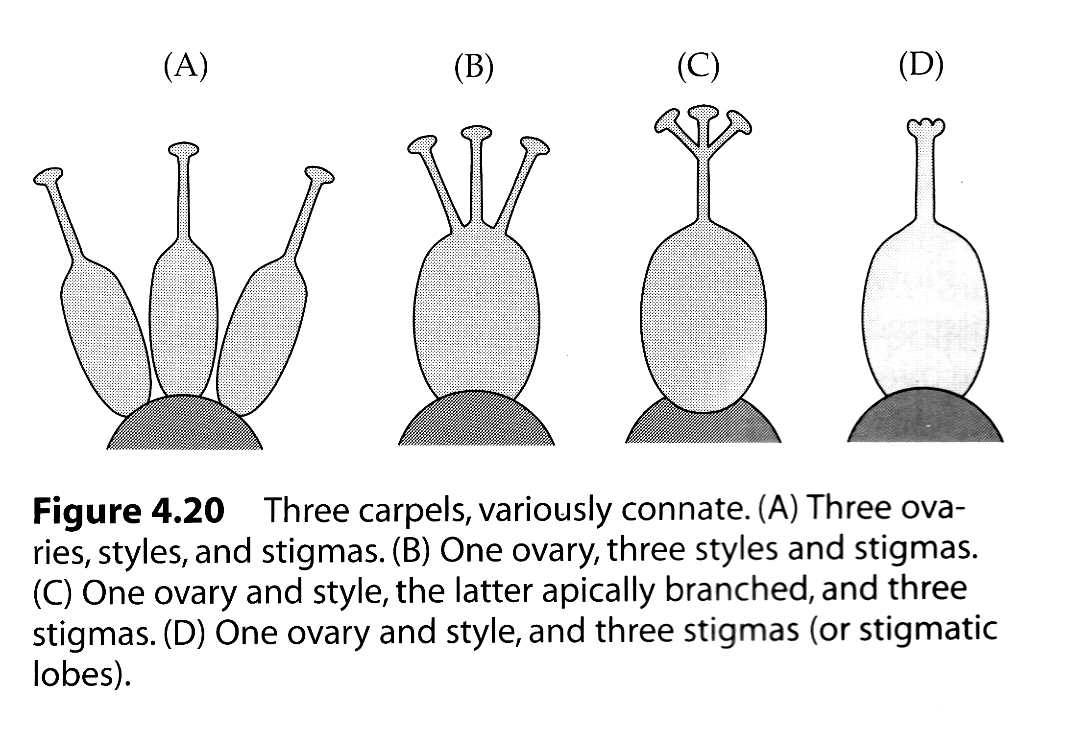 <p>Count fused carpels by number of styles, stigmas or stigma lobes, </p><p>Placentation </p><p> Also most flowers are based on a particular numerical plan- patterns of 3, 4 ,5 or various multiples </p>
